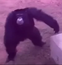 EDM Chimp