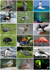 Cod avian au
