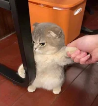 Lulu cat