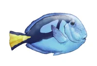 Regal Blue Tang
