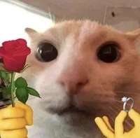romantic cat