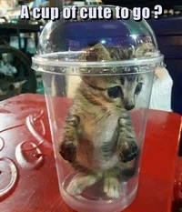 Cat in a cup V2