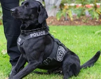 Police Dog
