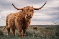 Highland cow