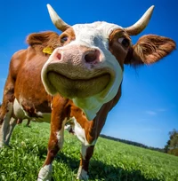 cow