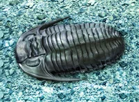 Trilobite