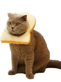 Toast cat