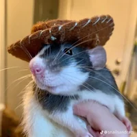 TheMexicanRat