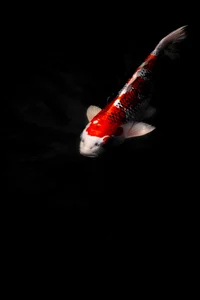 Koi