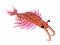 Anomalocaris