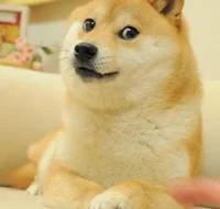 Doge cheems