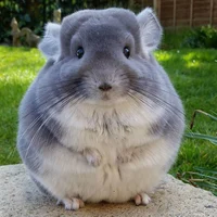 Pet Chinchilla Sim