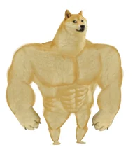 Odd Buff Doge