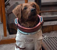 cosmo the space dog