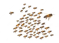 Swarm of bees