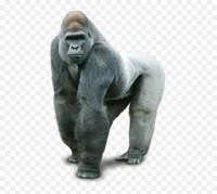 Gorilla Planet Steve