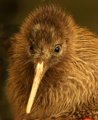 Kiwi Bird
