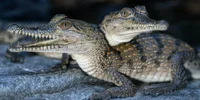Baby Crocodile
