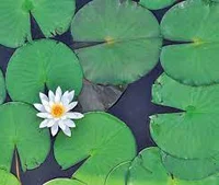 Lily Pad