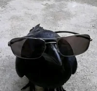 Cool raven