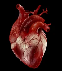 Heart