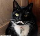 Meowseph Stalin