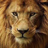 Aslan