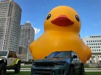 Duck