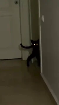 weird dark cat