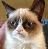 Grumpy cat