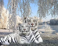 White tiger family 
