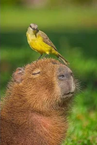 Capybara