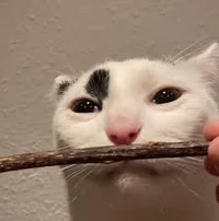 Raymond the zaza cat