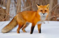 Fox