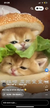 Cats Burger