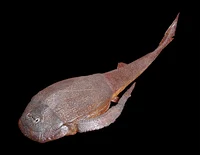 Bothriolepis