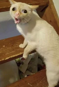 coughing cat