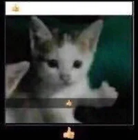 meows