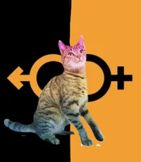 American nopride cat