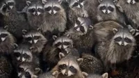 Raccoons army