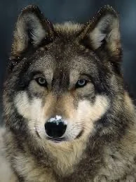 A Wolf