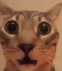 Shocked cat