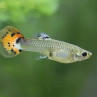 Male Guppy Fish