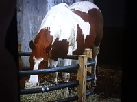Vegan Teacher Horse