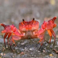 Angry Crab