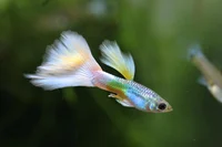 Female Guppy Fish