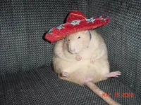 Mexican Rat