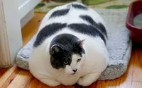 Fat Cat
