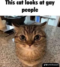 cat looks at gays