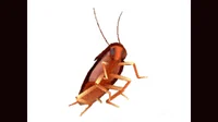 Dancing roach